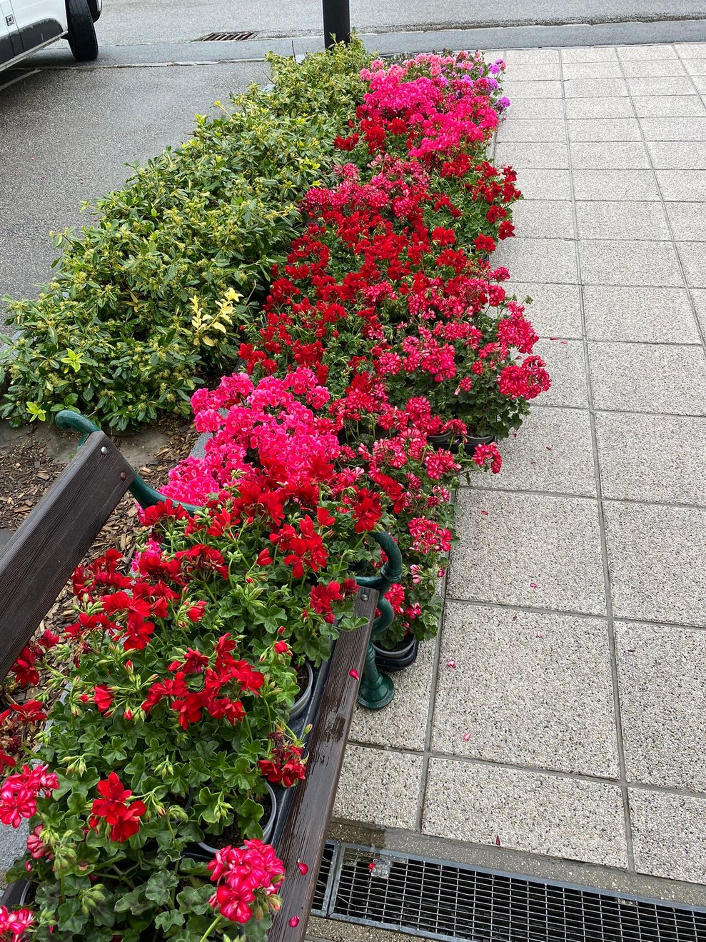 die Blumen warten aufs Einpflanzen