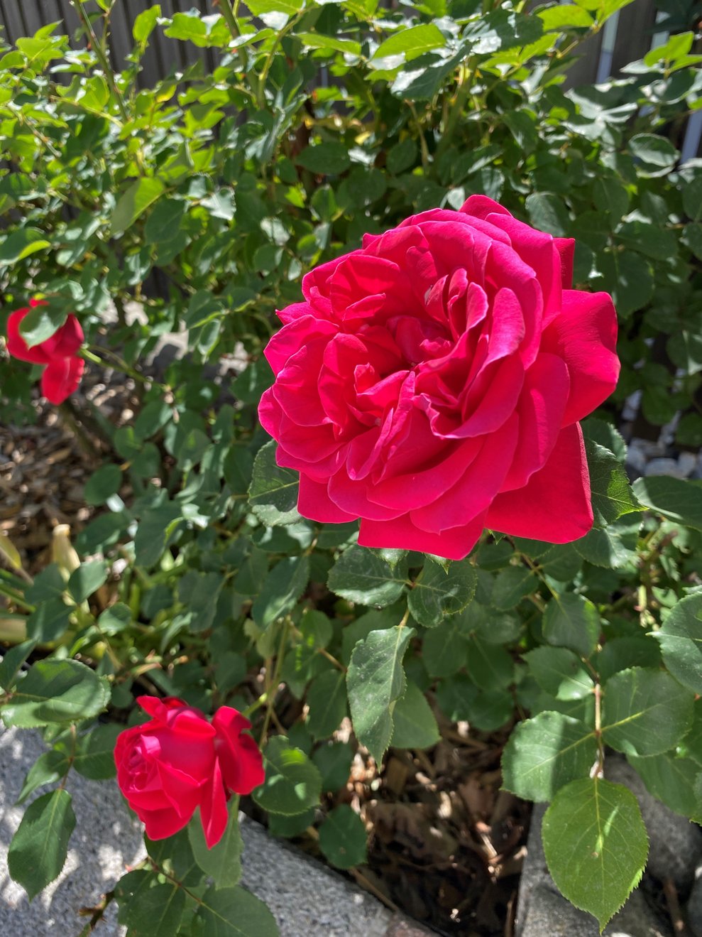 blühende Rosen im Garten