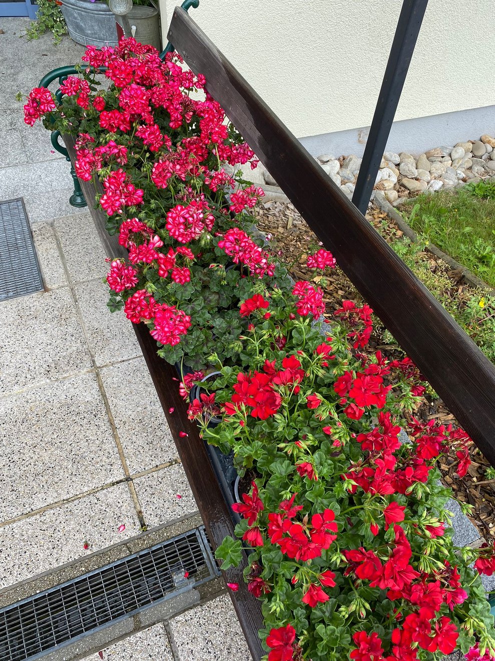 die Blumen warten aufs Pflanzen