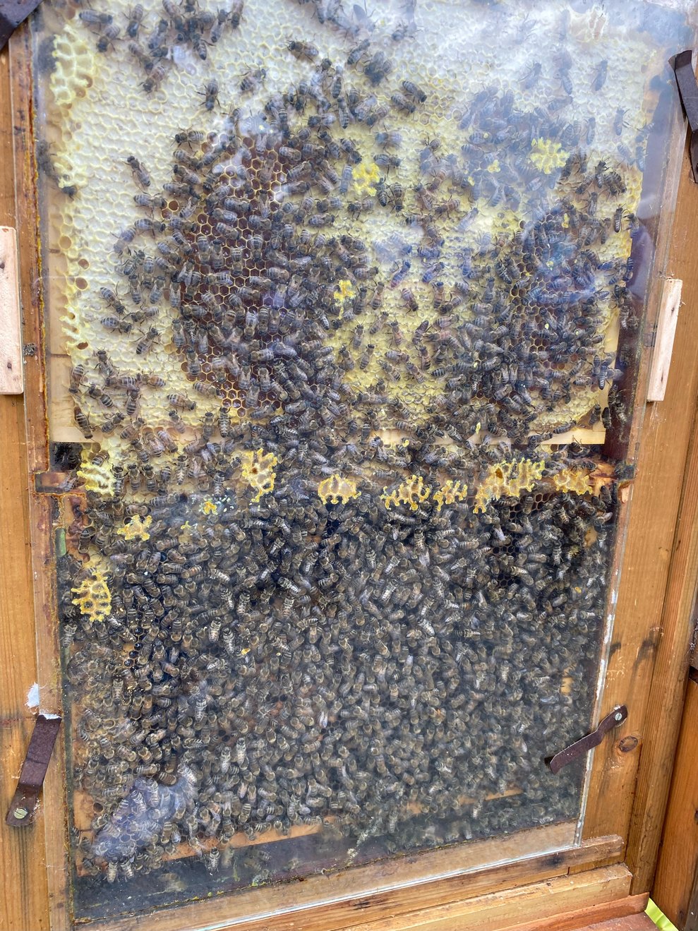 Bienenstock