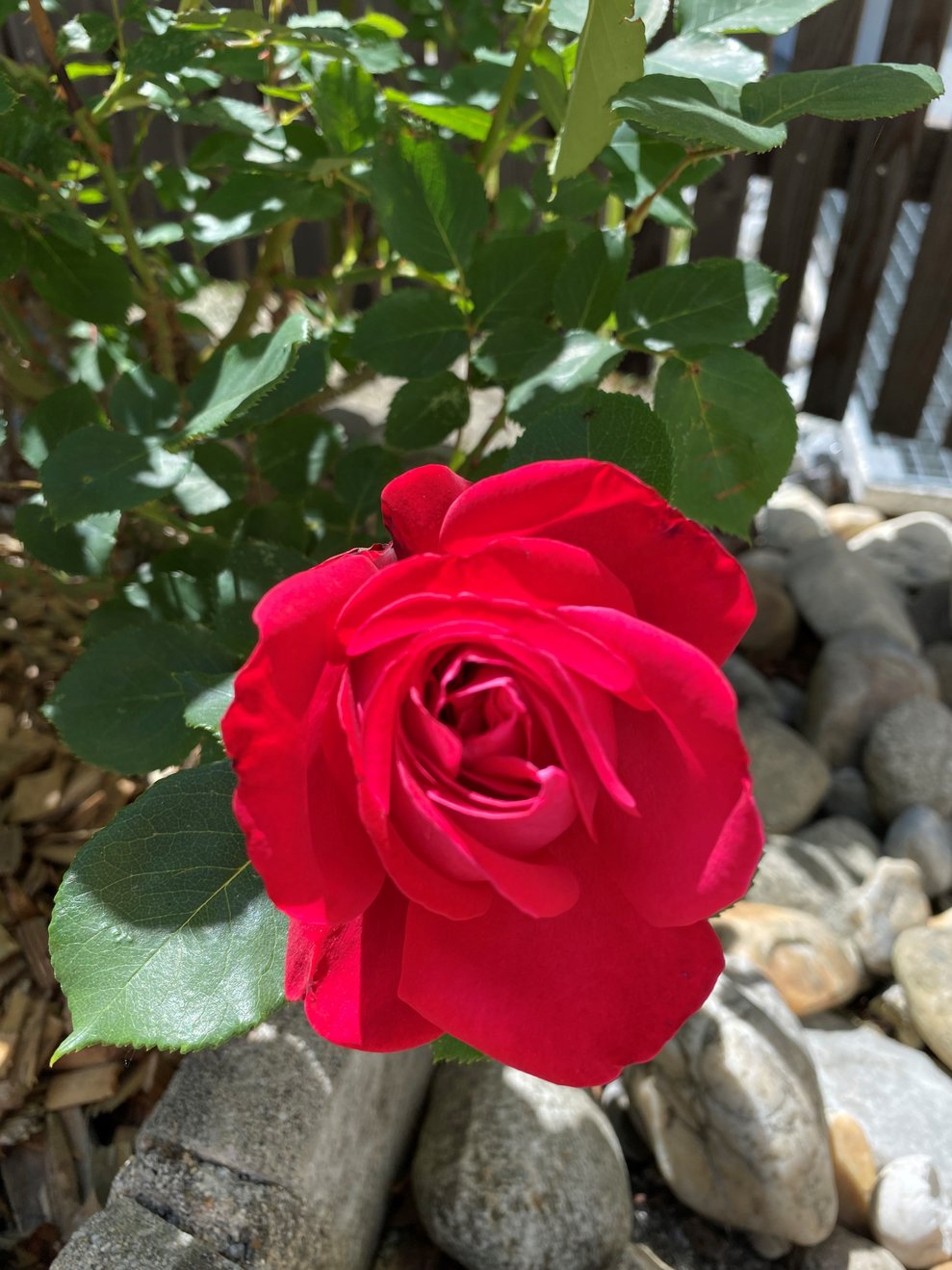 Rose ohne Dornen