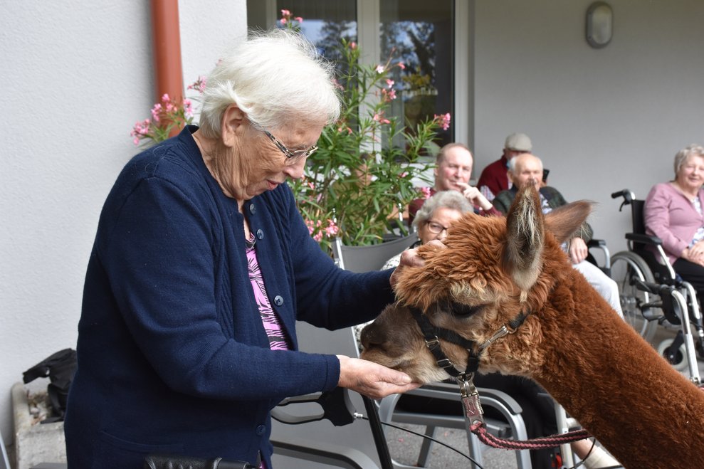 Bewohnerin streichelt Alpaka.