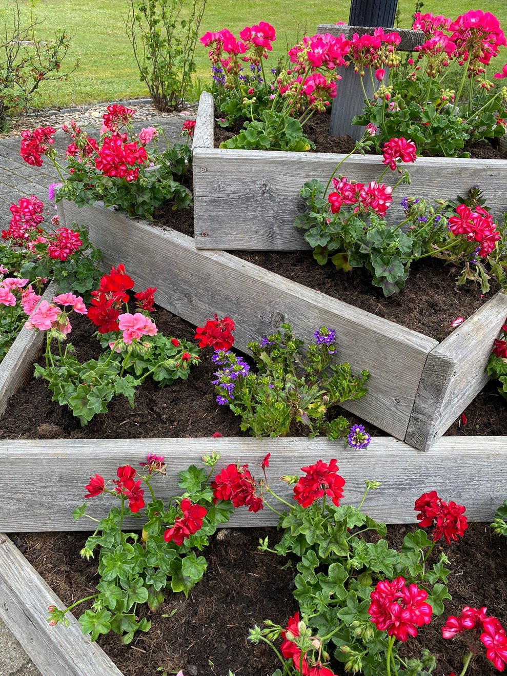 unsere Blumenpyramide erstrahlt in allen Farben
